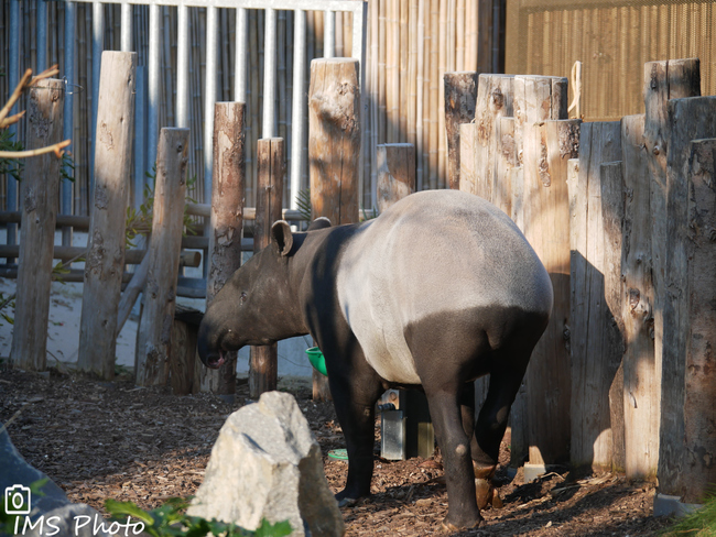 Un tapir de Malaisie