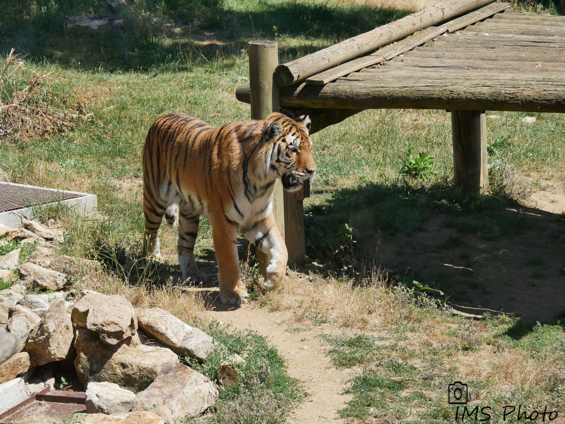 Un tigre de Sibérie