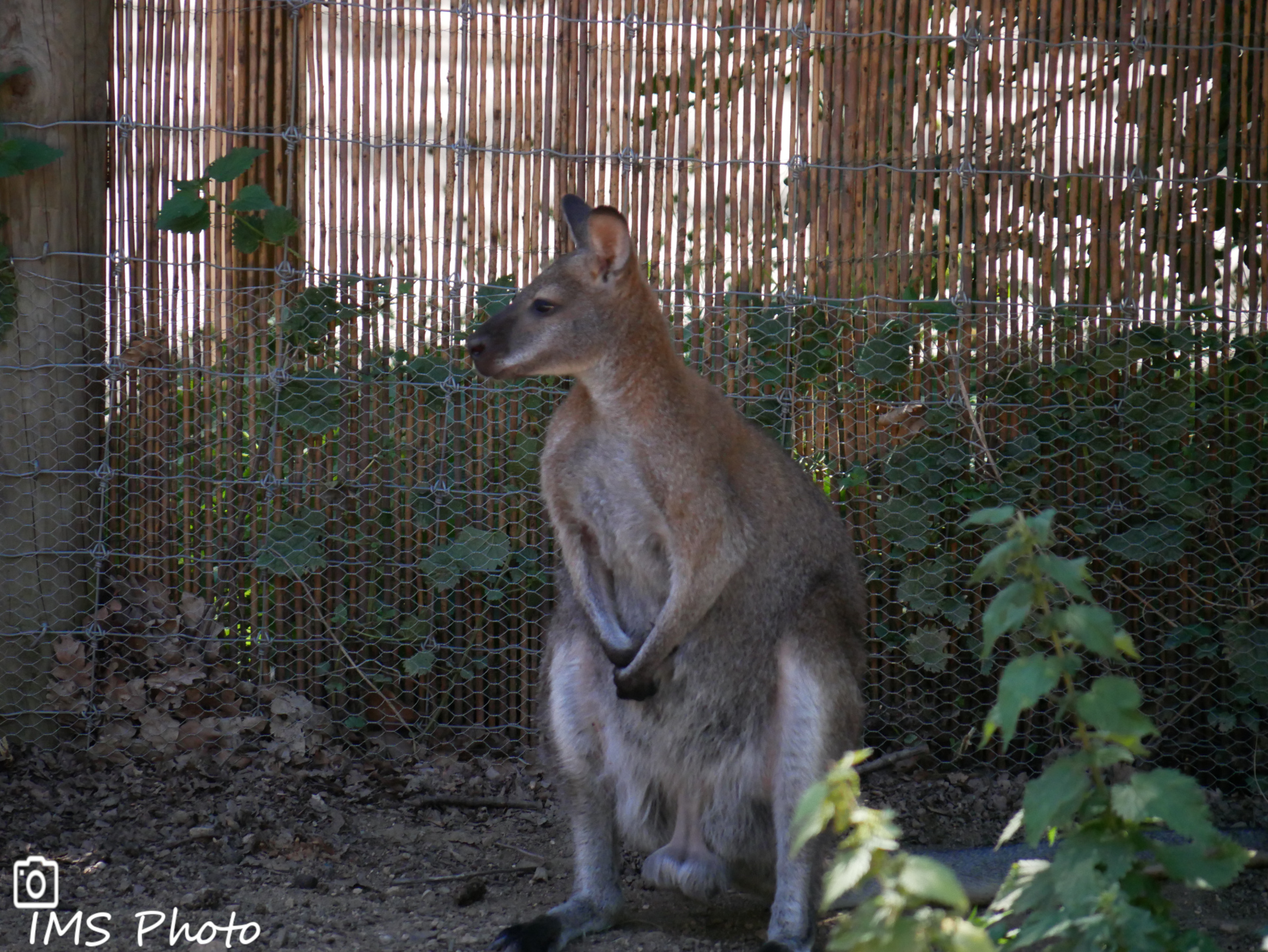 Un wallaby de Bennett