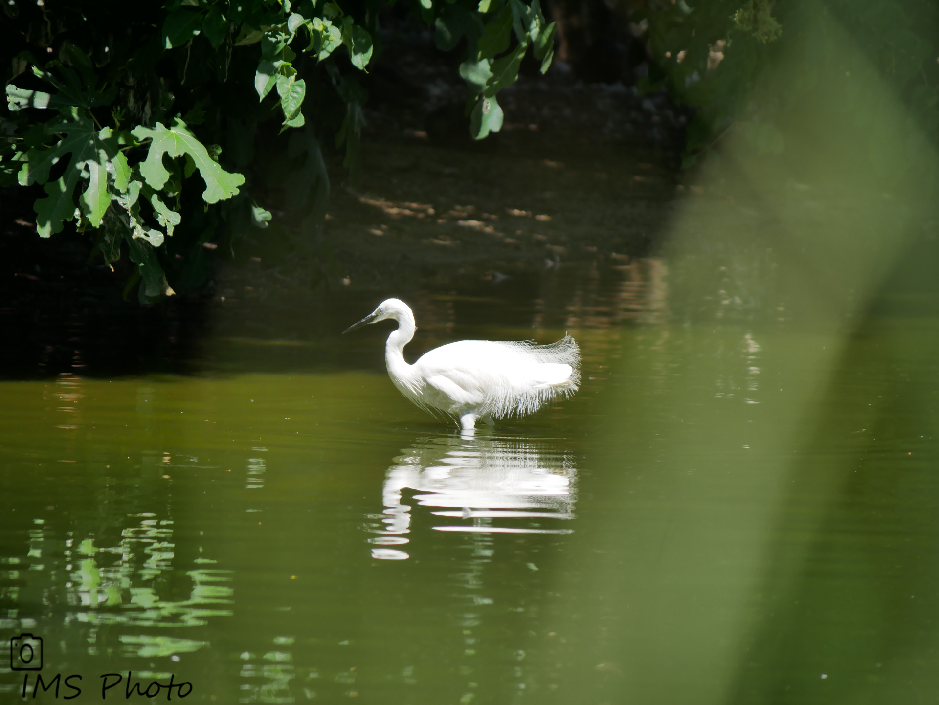 Une aigrette garzette