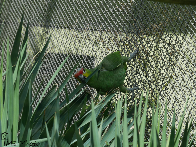 Une amazone d'Equateur