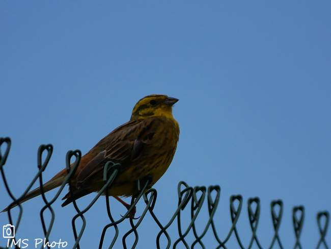 Un bruant jaune