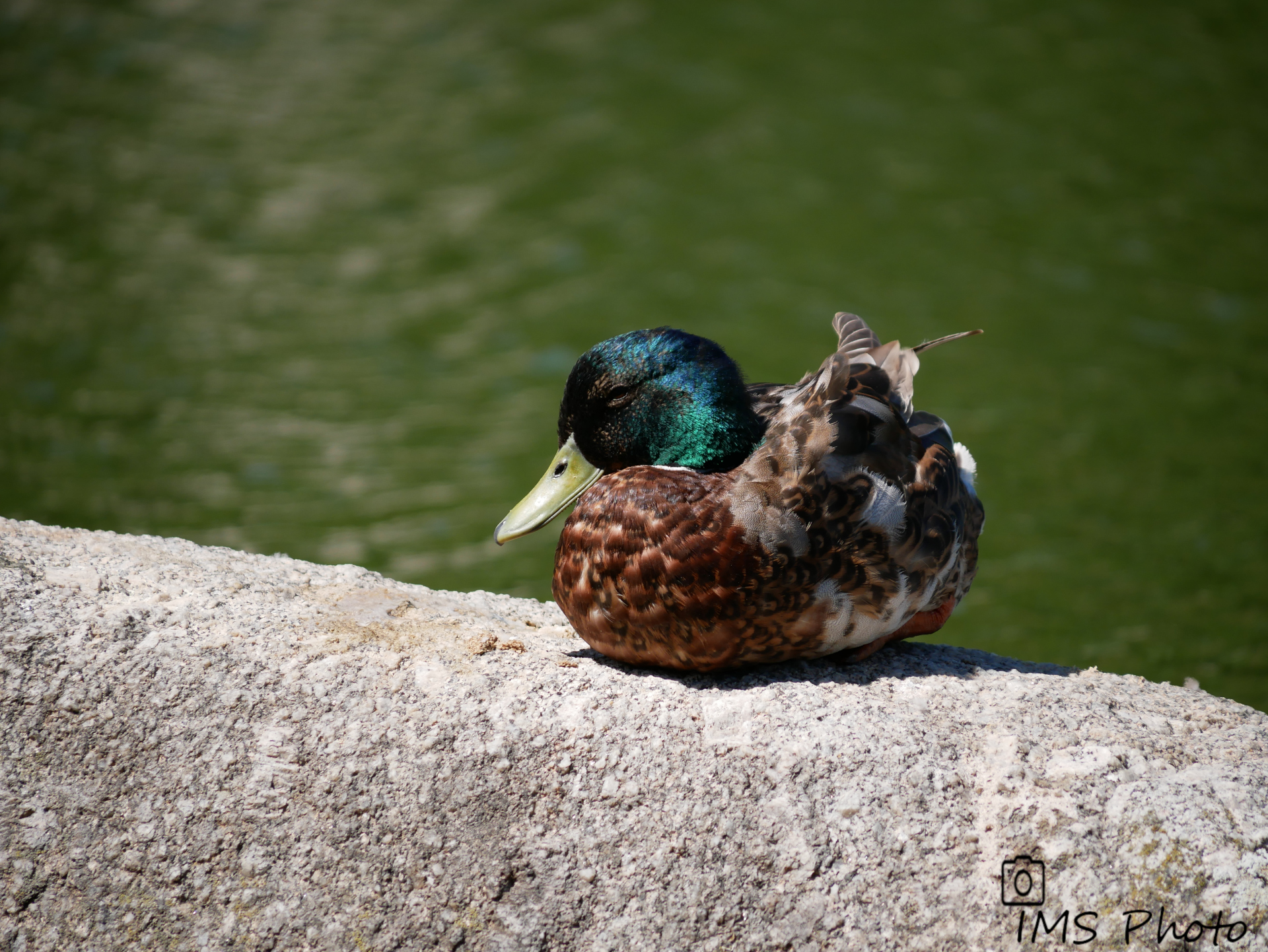 Un canard colvert