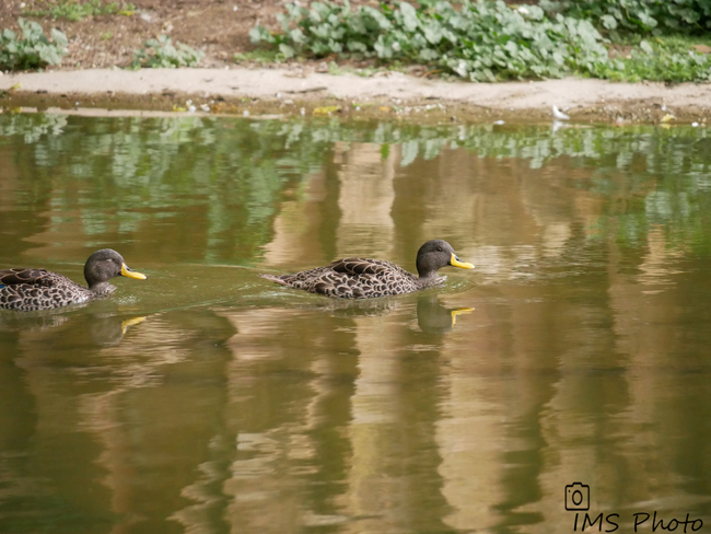 Un canard à bec jaune