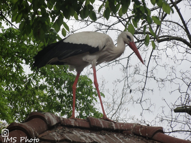 Une cigogne blanche