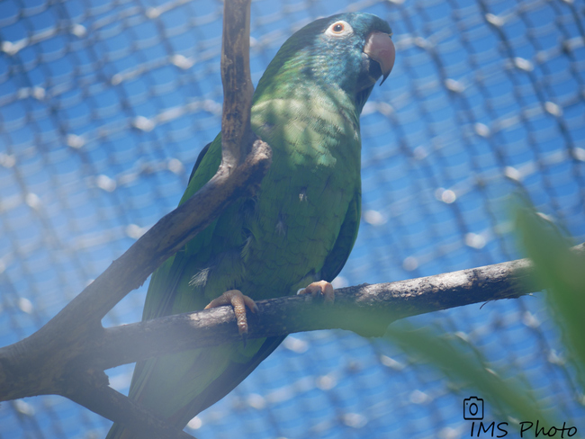 Une conure à tête bleue