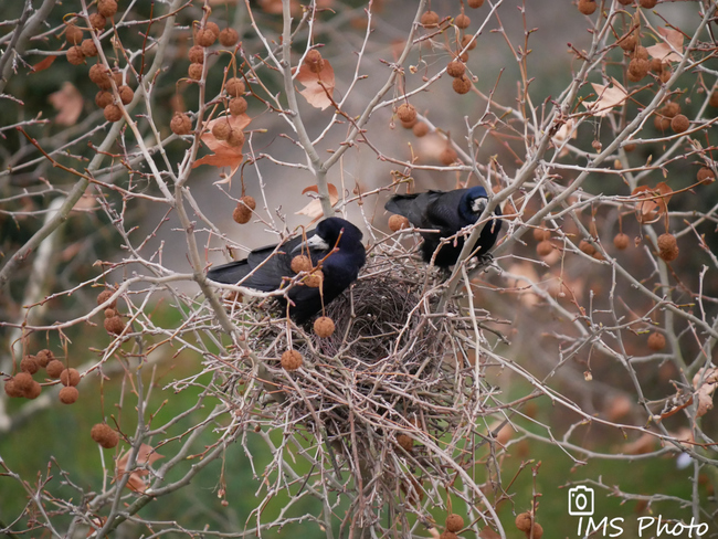 Un corbeau freux