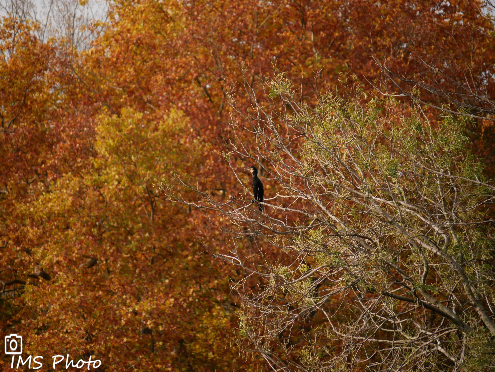 Un grand cormoran