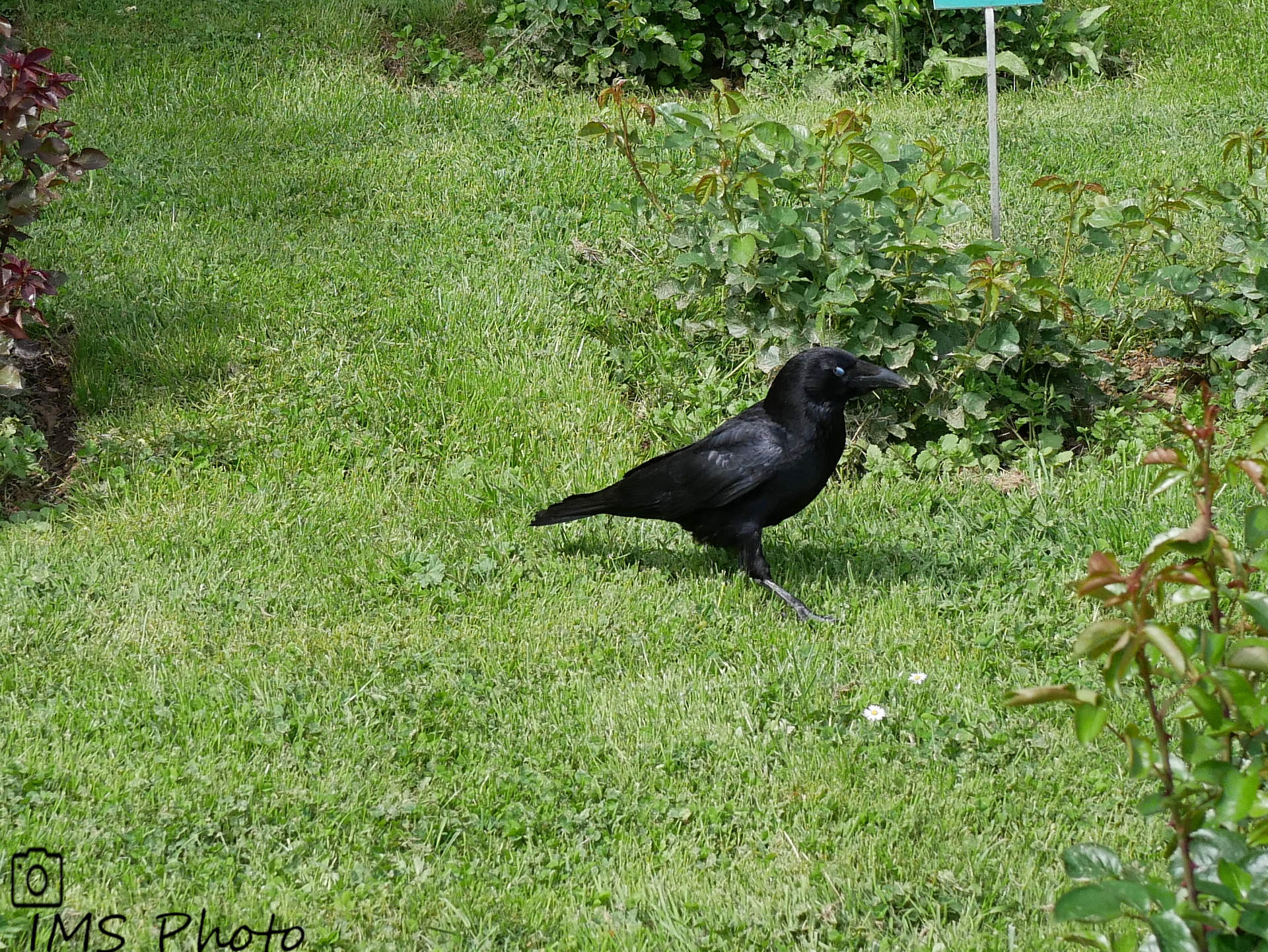 Une corneille noire