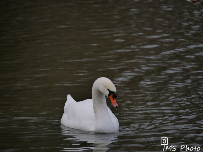 Un cygne tuberculé