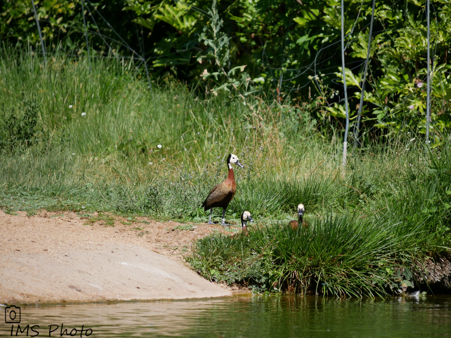 Un dendrocygne veuf