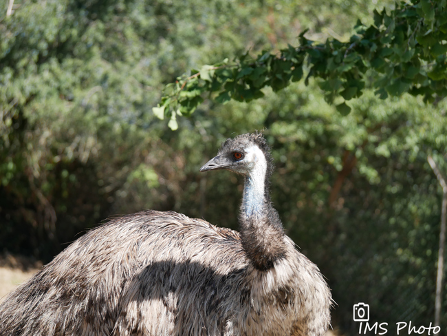 Un émeu d'Australie