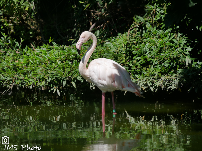 Un flamant rose