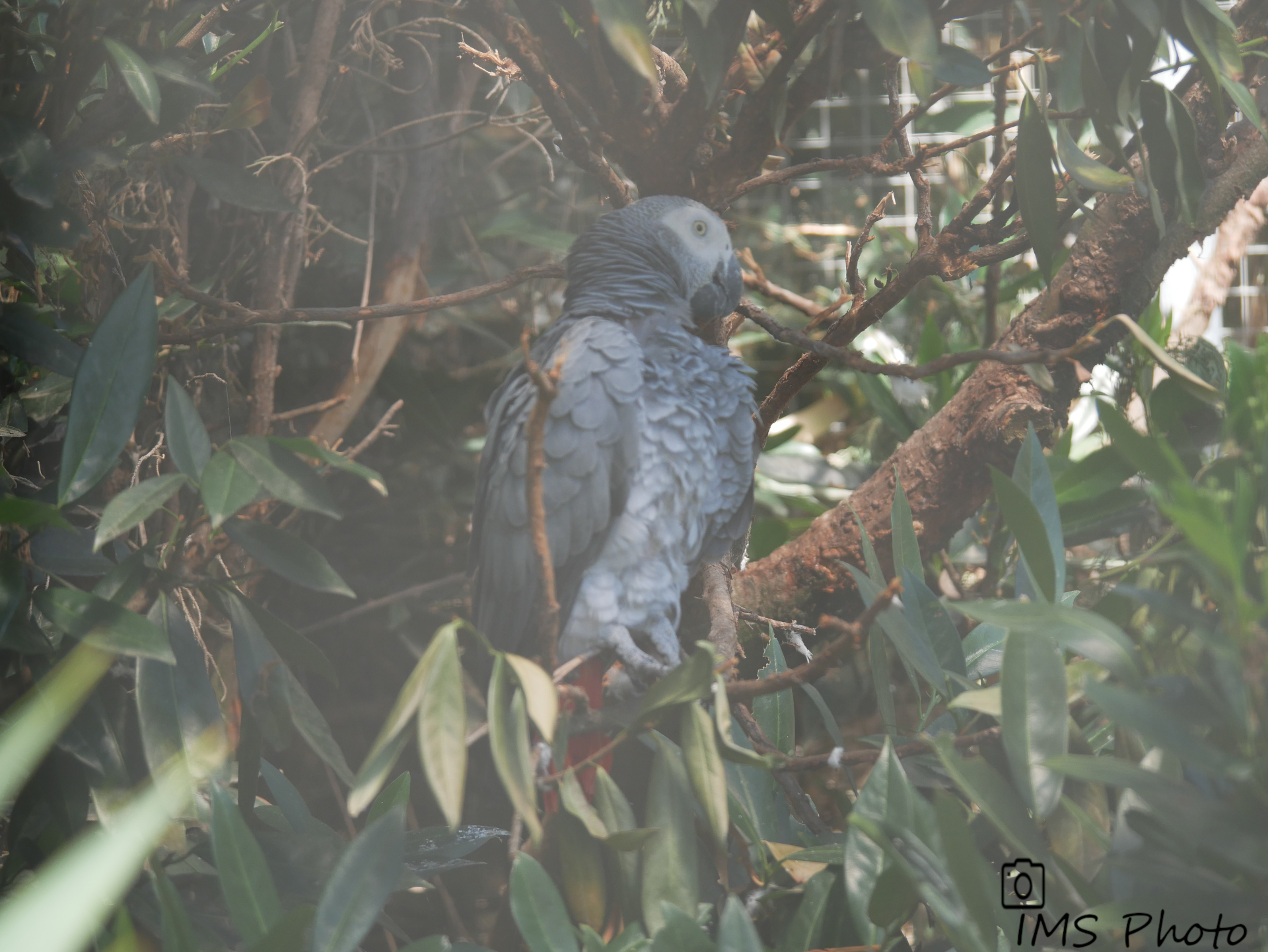 Un gris du Gabon