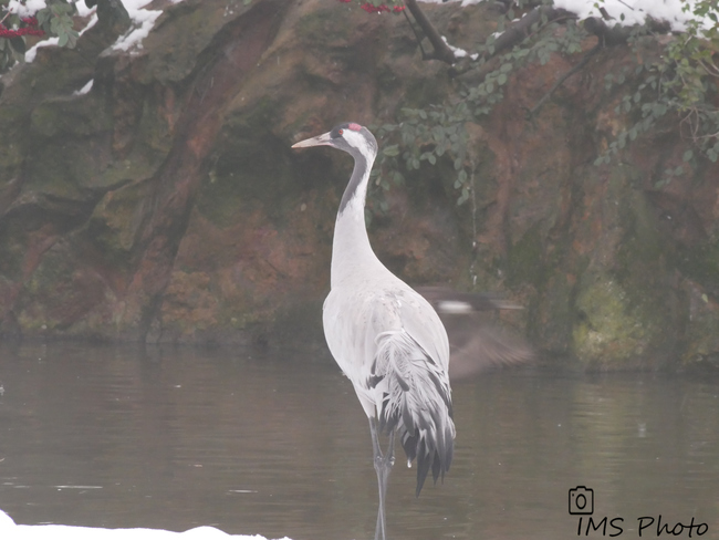 Une grue cendrée