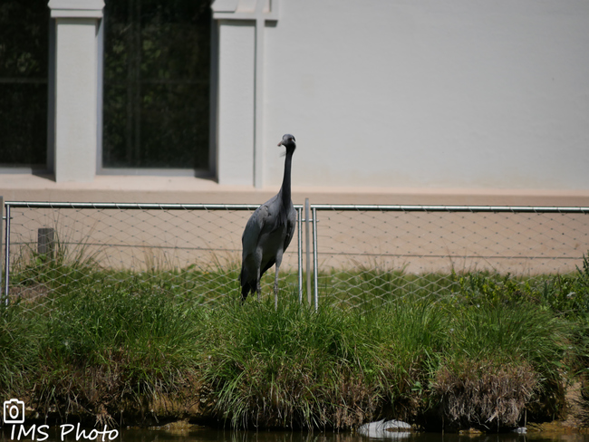 Une grue demoiselle