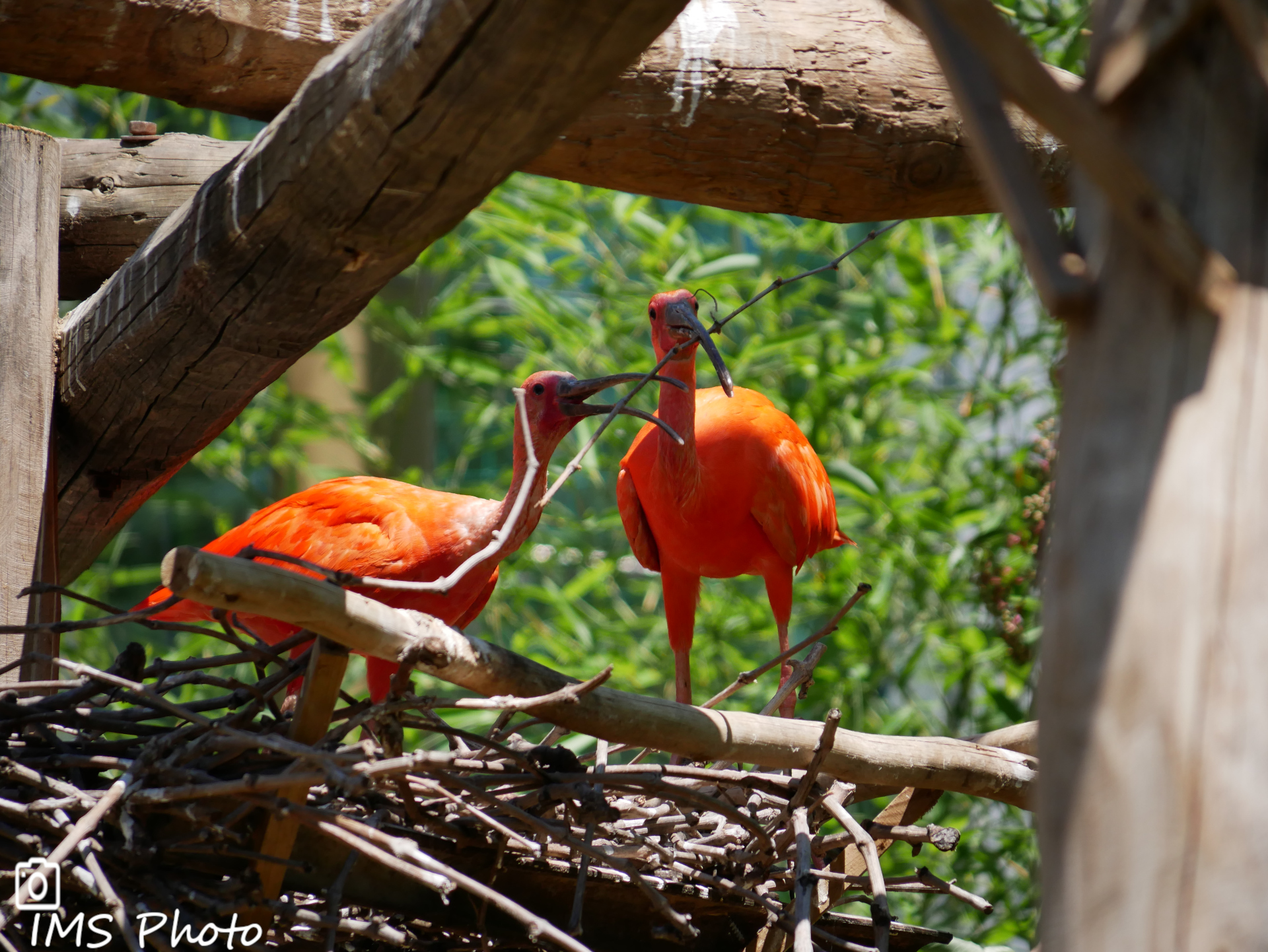 Un ibis rouge