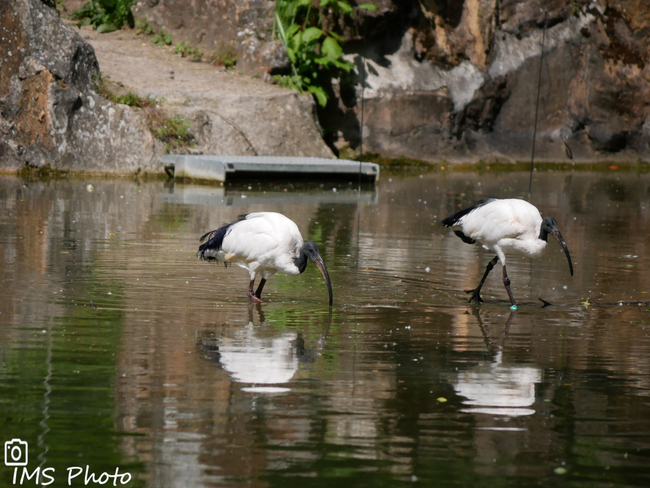 Un ibis sacré