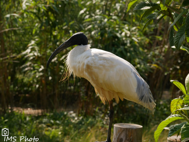 Un ibis à tête noire