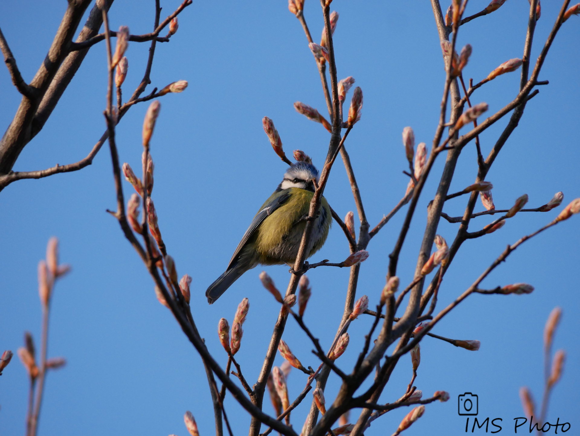 Une mésange bleue