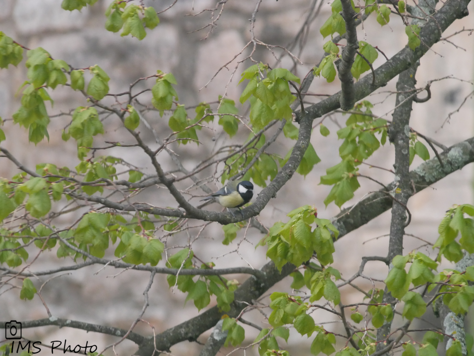 Une mésange charbonnière