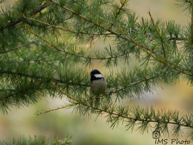 Une mésange noire