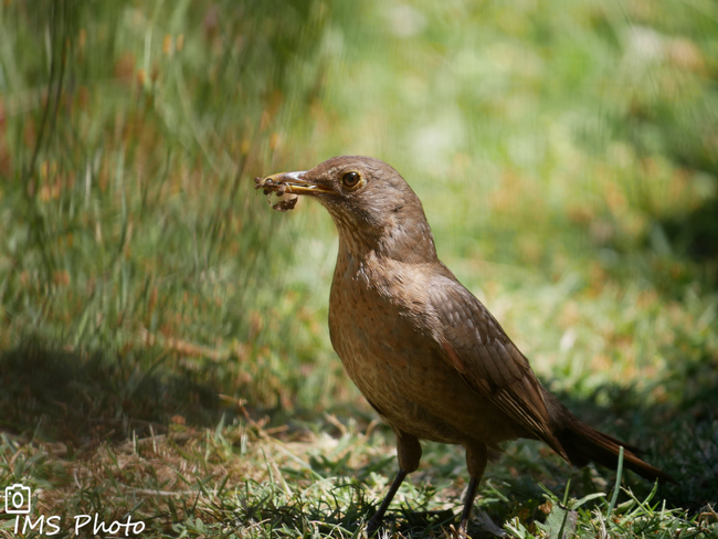 Un merle noir femelle