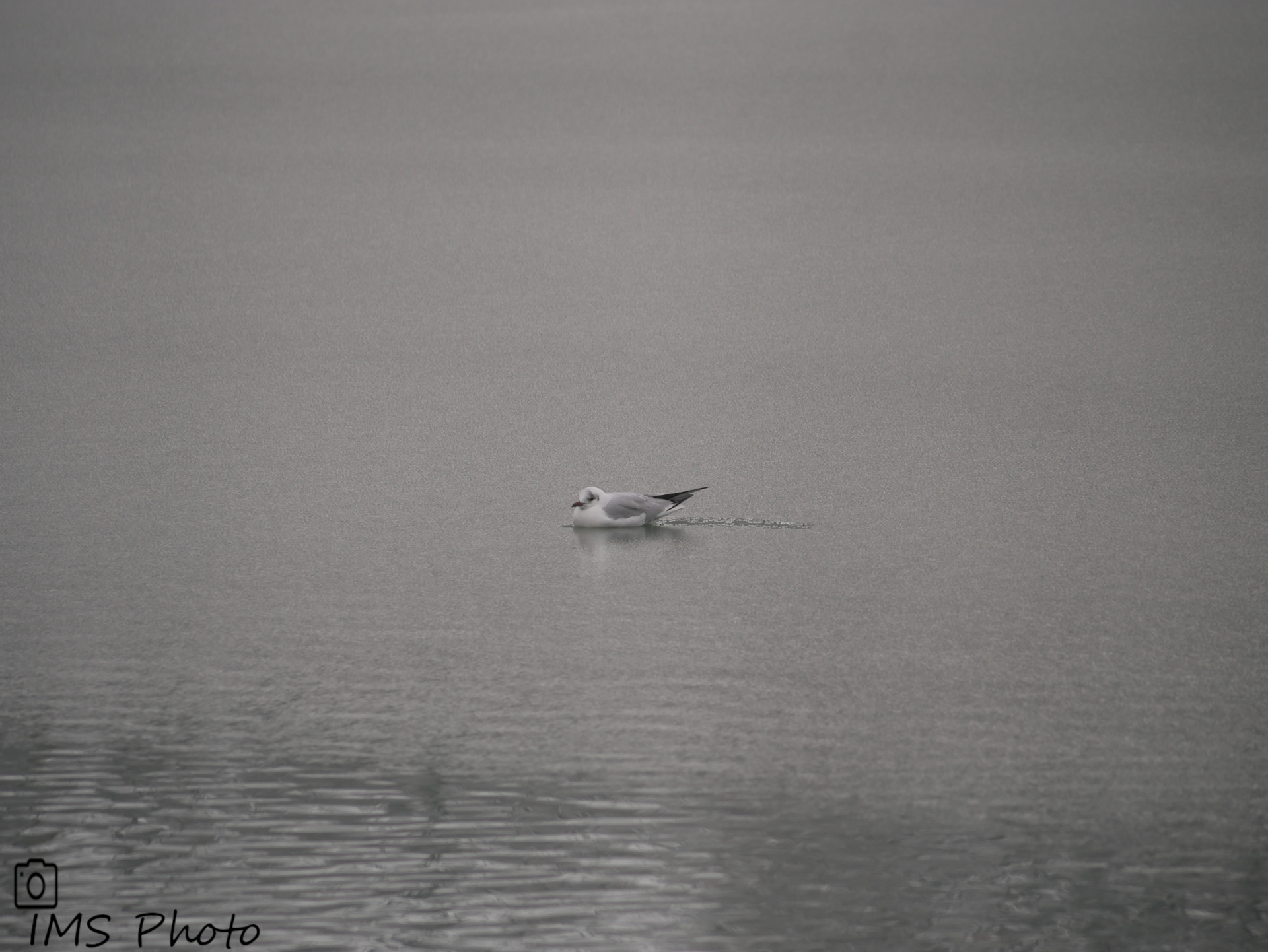 Une mouette rieuse