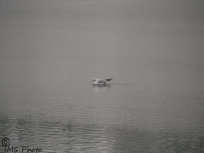 Une mouette rieuse