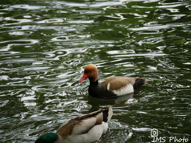 Une nette rousse