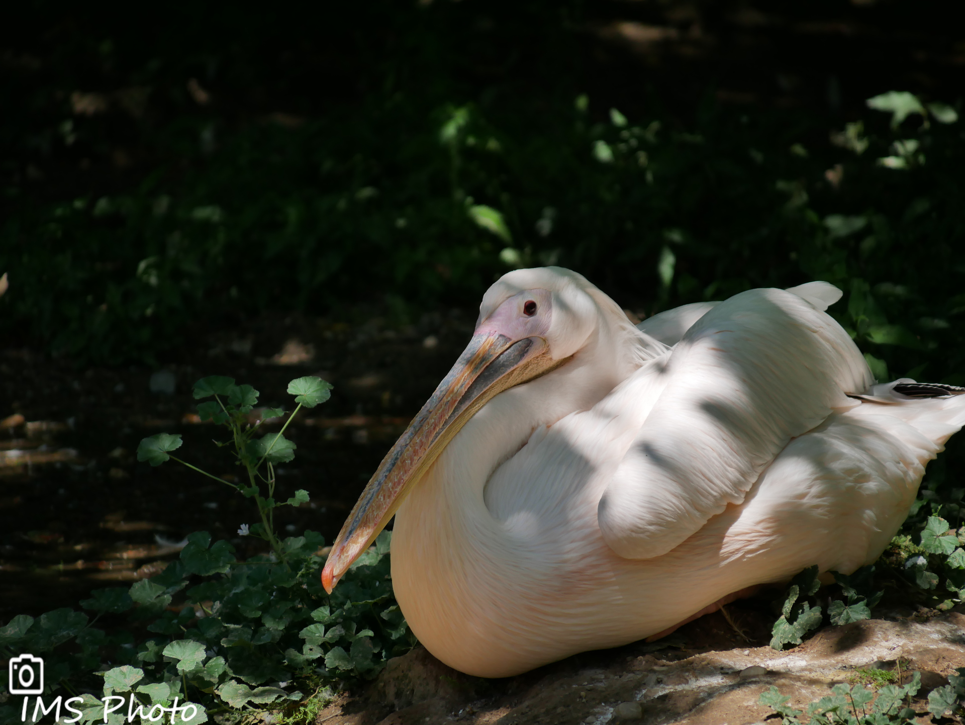 Un pélican blanc