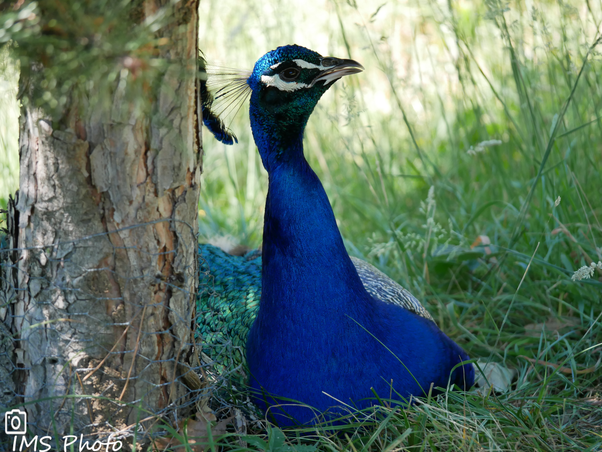 Un paon bleu