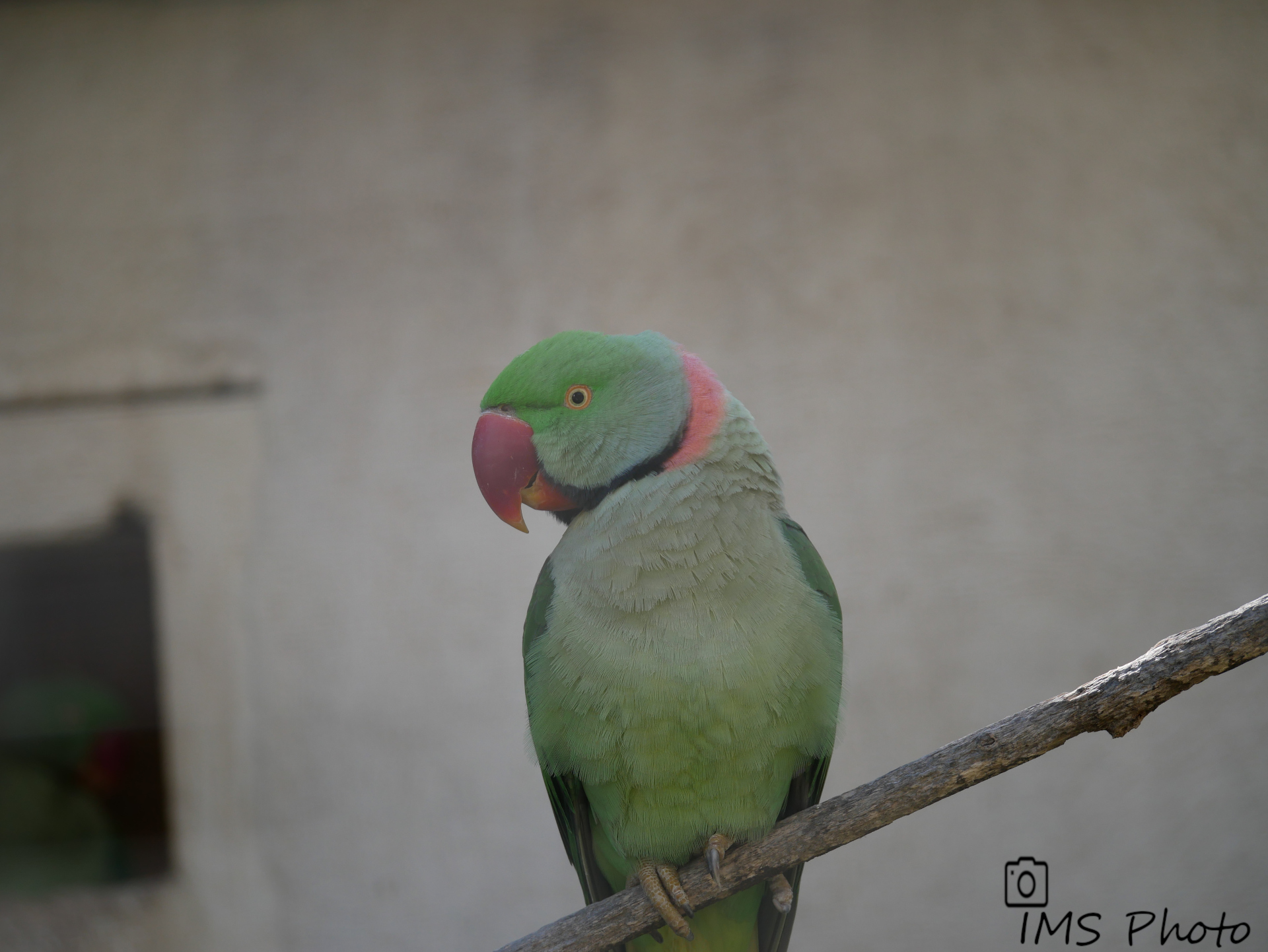 Une perruche à collier