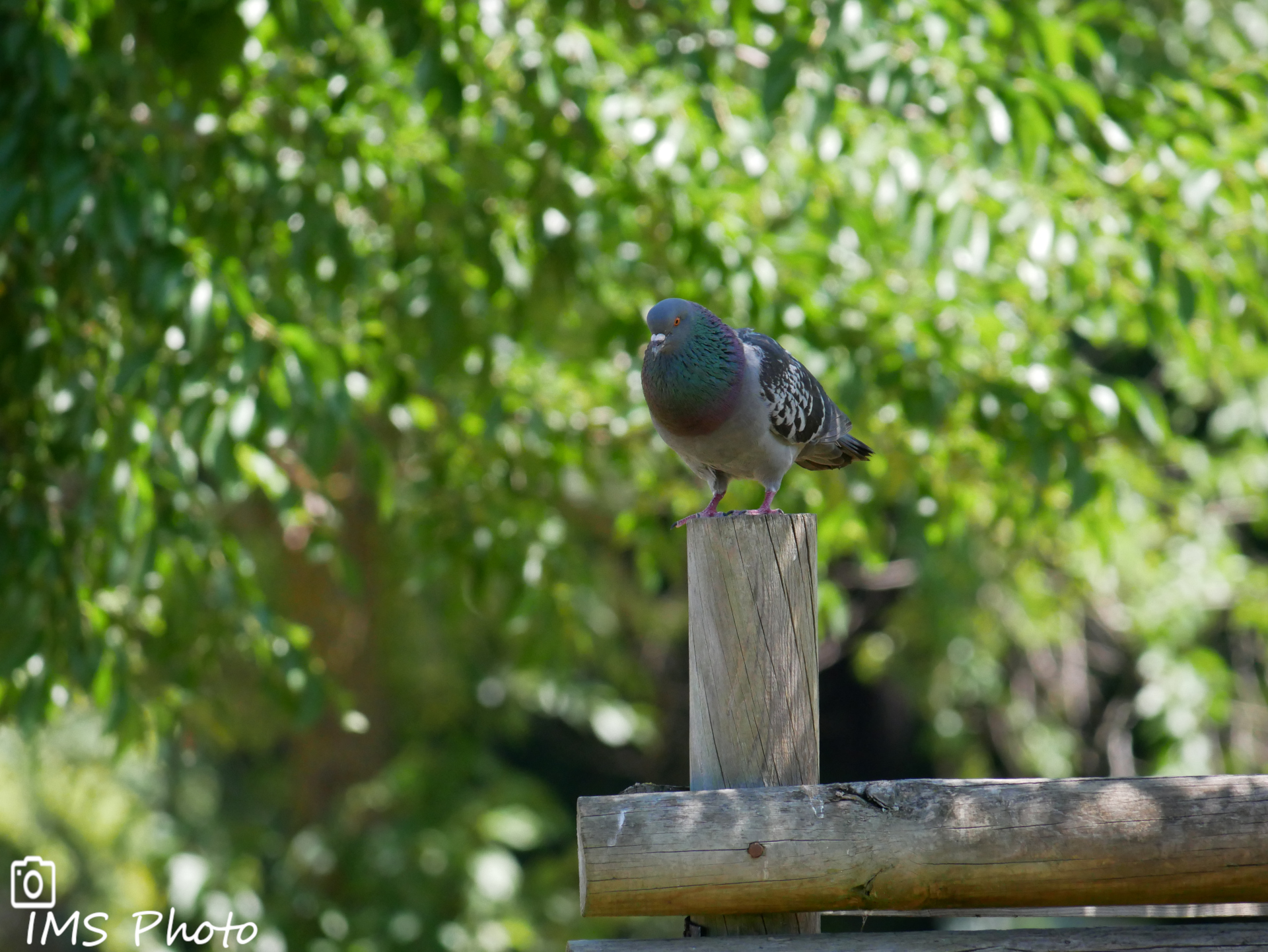 Un pigeon biset