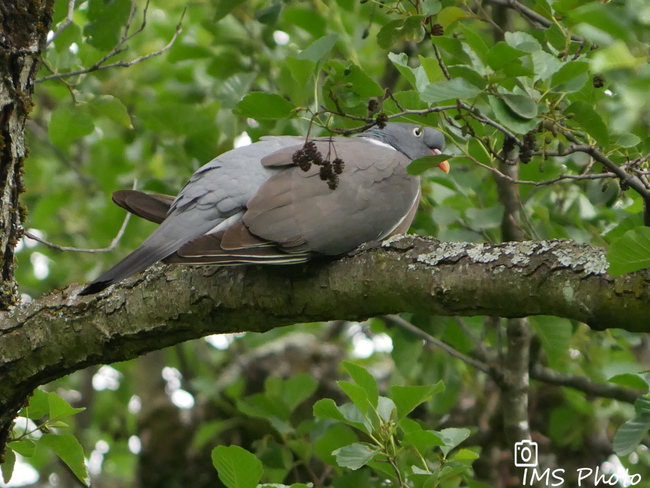 Un pigeon ramier