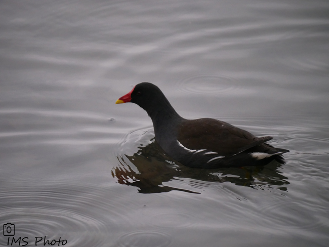 Une gallinule poule d’eau