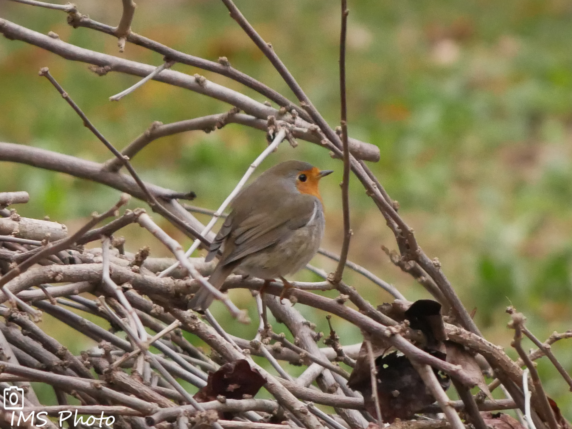 Un rouge-gorge familier