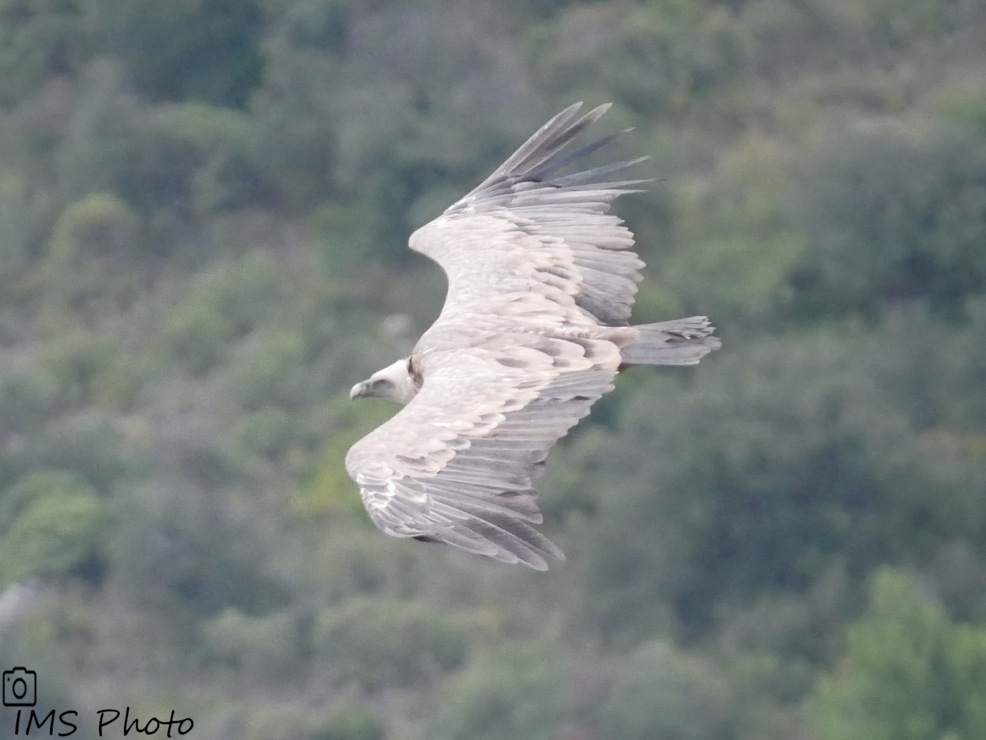 Un vautour fauve